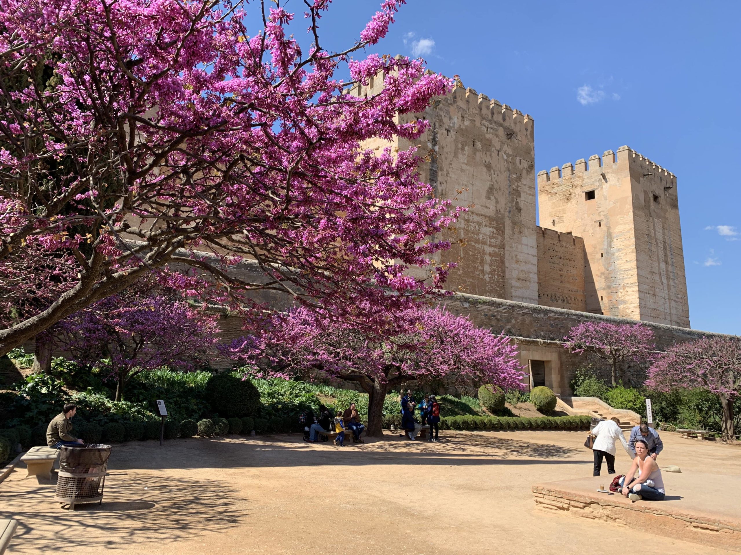 árbol del amor