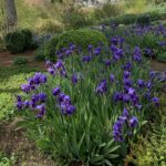 Iris Entrada Generalife