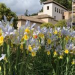 Iris blancos Jardines Bajos Generalife