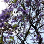 Jacaranda 1