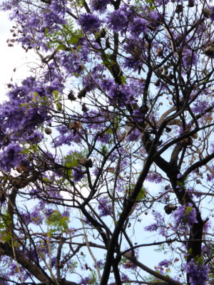Jacaranda 1