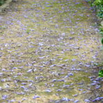 Jacaranda alfombra flores