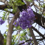 Jacaranda detalle flor 1