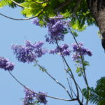 Jacaranda detalle flor 2