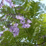 Jacaranda detalle flor 3