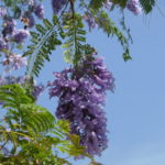 Jacaranda detalle flor 4