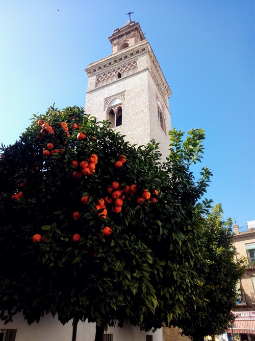 Naranjo amargo y torre mudéjar, iglesia de San Marcos, Sevilla